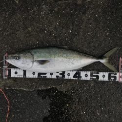 飲ませでメジロ