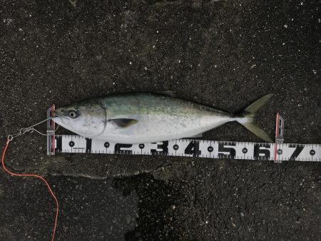 飲ませでメジロ