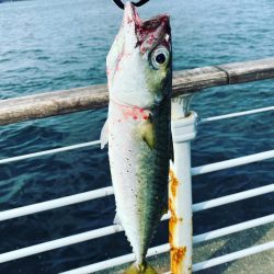 サバ自己記録更新の巻