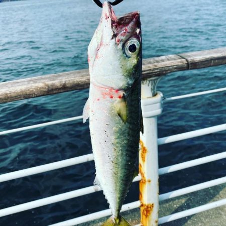 サバ自己記録更新の巻