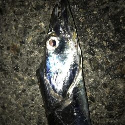 今シーズン初のタチウオ！