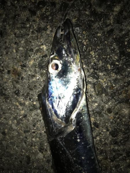 今シーズン初のタチウオ！