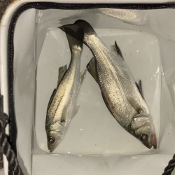 セイゴのウキ釣り