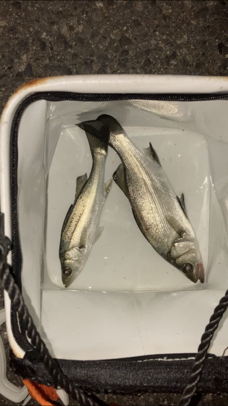 セイゴのウキ釣り