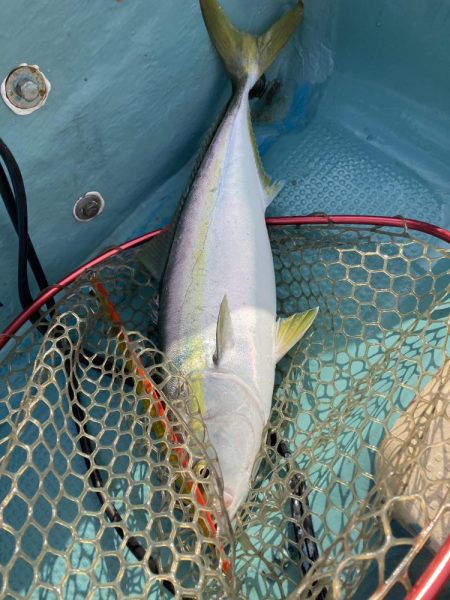 鳴門沖でハマチ