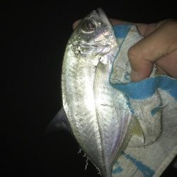 夜メッキ&セイゴ