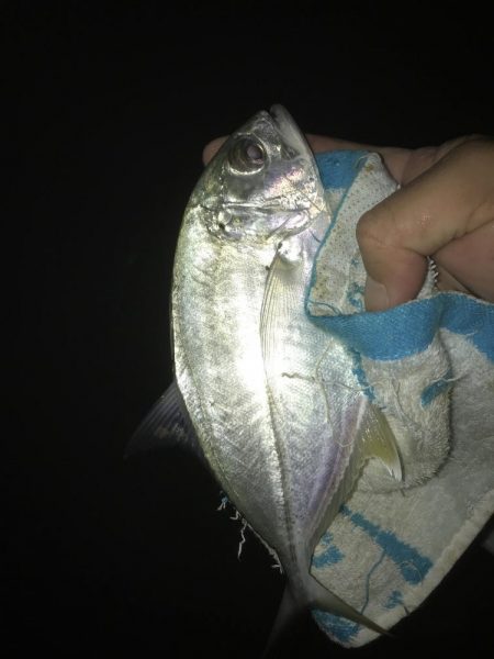 夜メッキ&セイゴ