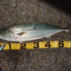 メジロ＆まさかのドラゴン