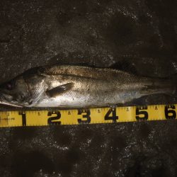 何とか一匹だけ