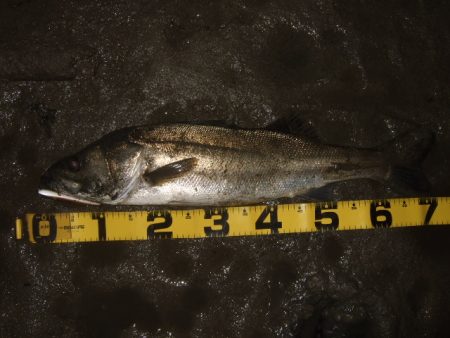 何とか一匹だけ