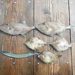 ウチノ海で筏釣り