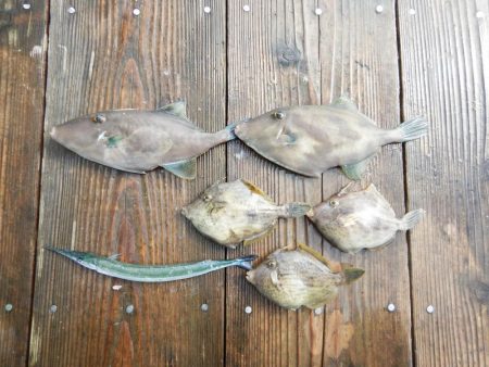 ウチノ海で筏釣り