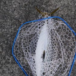 メジロとシーバス