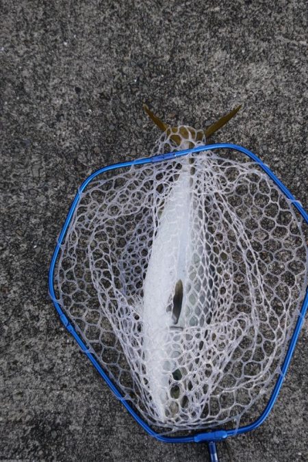 メジロとシーバス