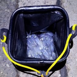 ヒイカエギング