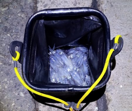 ヒイカエギング