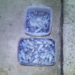 ヒイカエギング