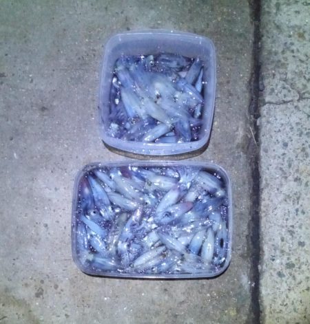 ヒイカエギング