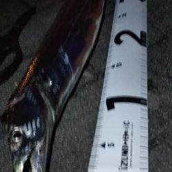 タチウオ１、ガシラ５