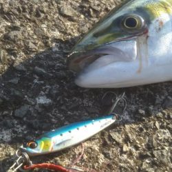 今日もきました‼ハマチです