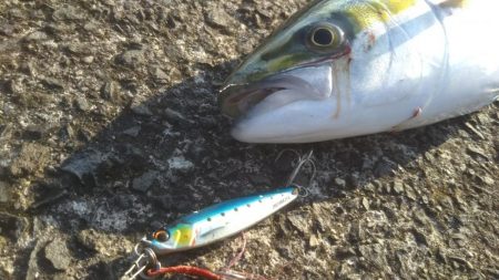 今日もきました‼ハマチです