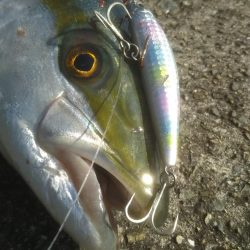 やっと来ました‼メジロです