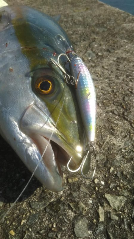 やっと来ました‼メジロです