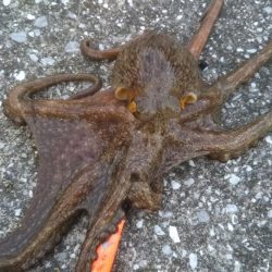 今日はタコです‼