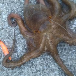 やっと来ました‼モンスター