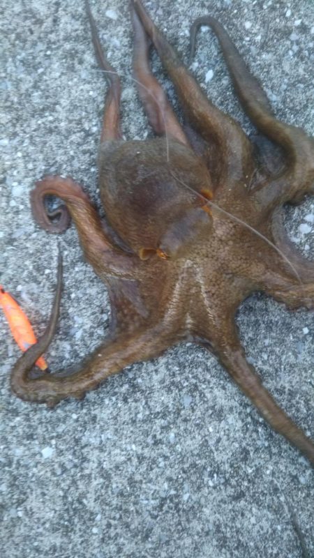 やっと来ました‼モンスター