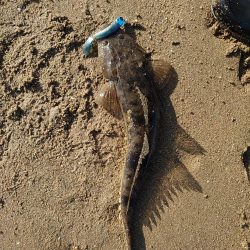 久々のヒラメサイズ