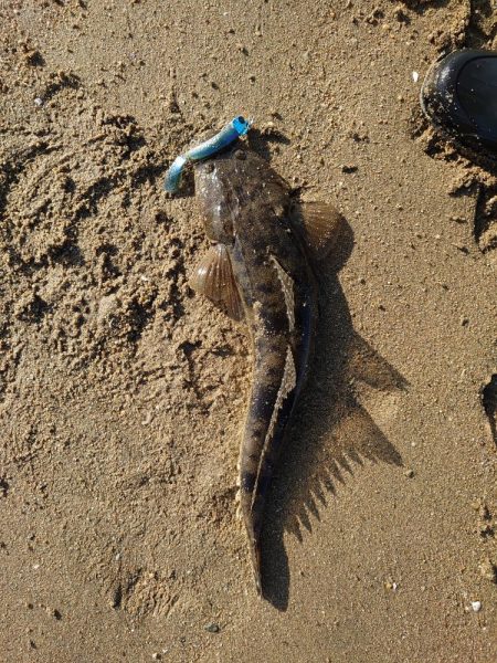 久々のヒラメサイズ