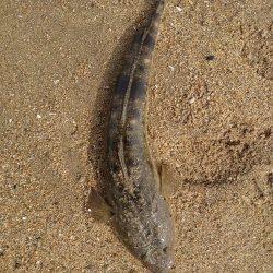 コチが多いです