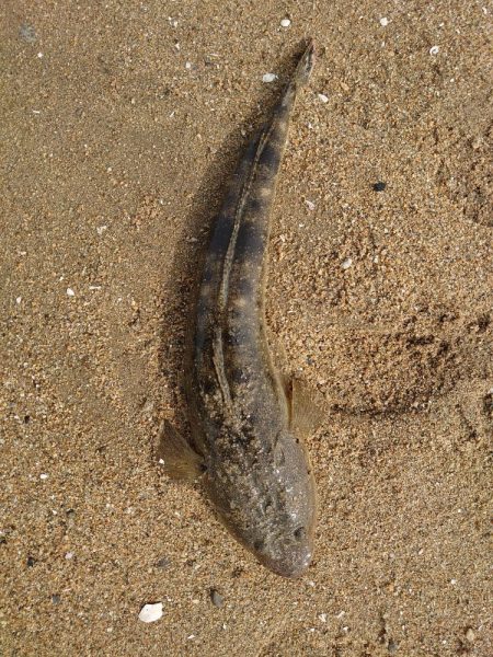 コチが多いです