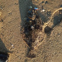 ヒラメとマゴチ