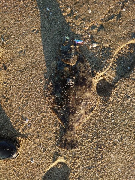 ヒラメとマゴチ