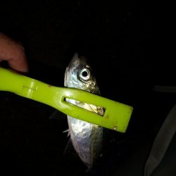 長い間アジに出会えずやっとアジに出会えました。