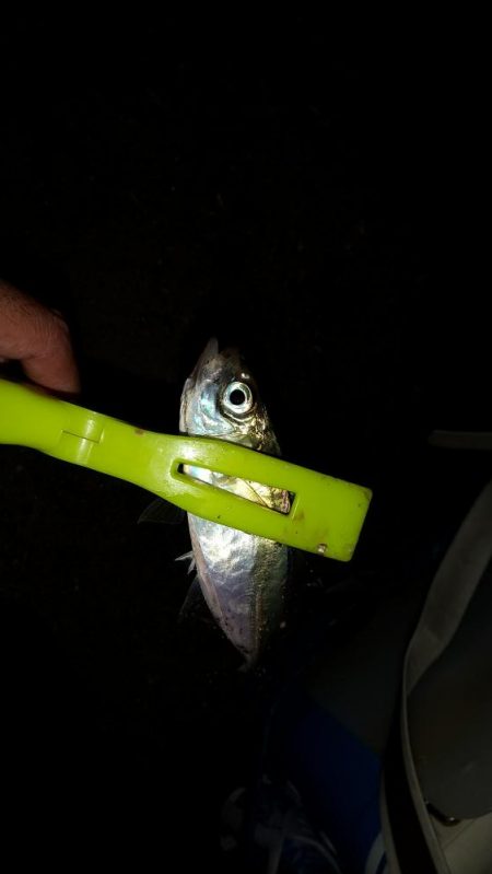 長い間アジに出会えずやっとアジに出会えました。