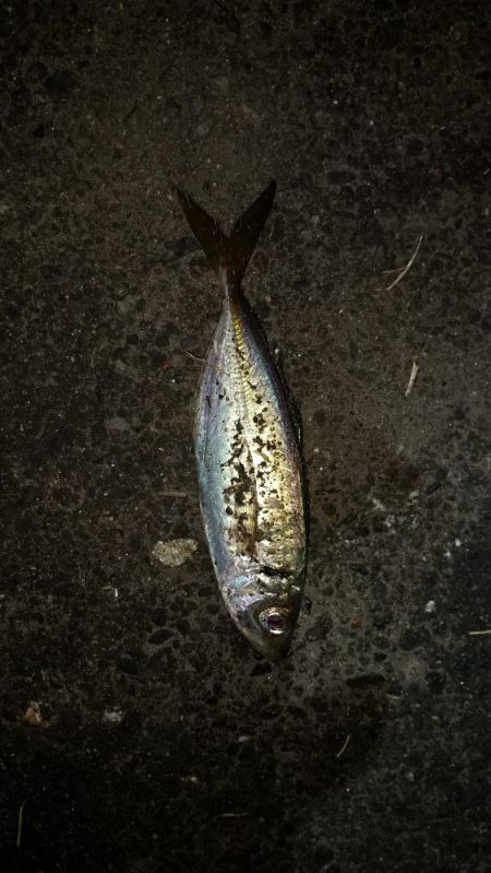 本日もアジを求めて舞洲へ！