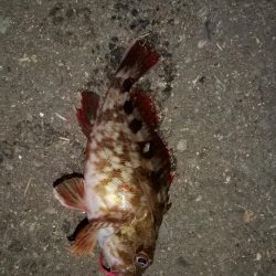 3回連続アジゲットとはなりませんでした～！