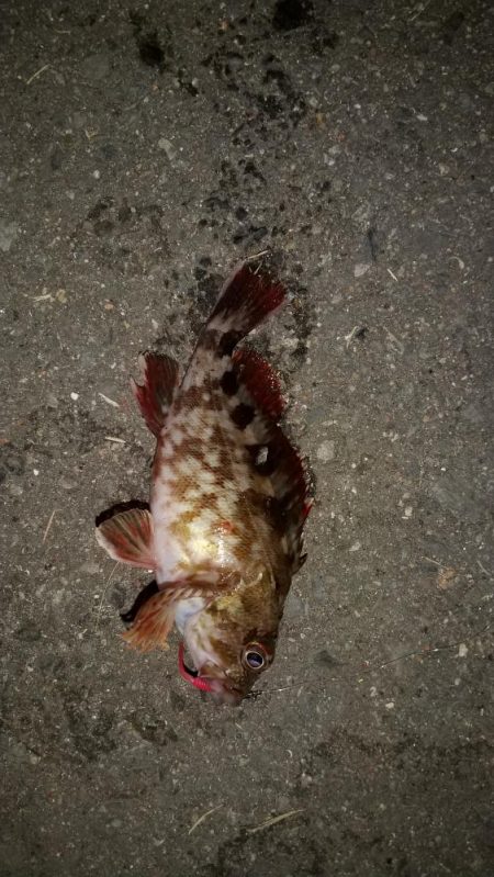 3回連続アジゲットとはなりませんでした～！…