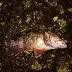 アジを求めて舞洲まで