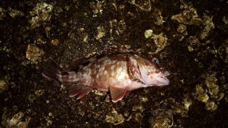 アジを求めて舞洲まで