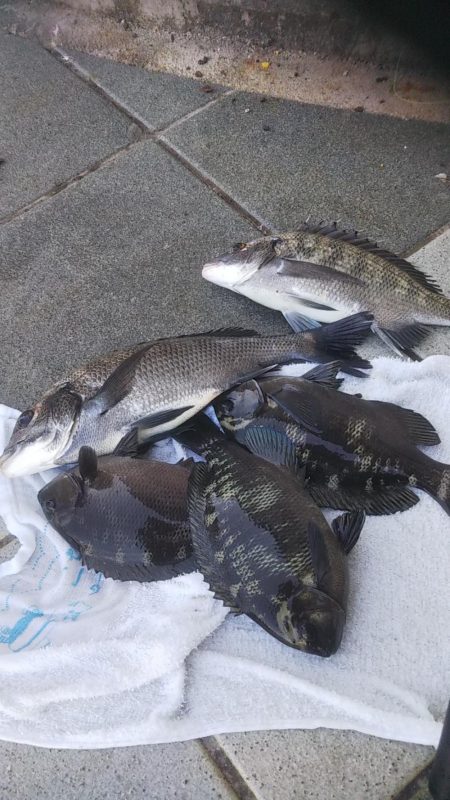 堤防小物フカセ