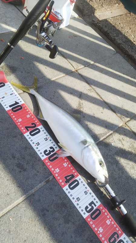 チヌ竿でハマチ