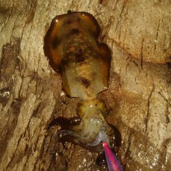 今回はアオリをメインで