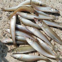 江井ヶ島の落ちギス調査