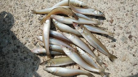 江井ヶ島の落ちギス調査