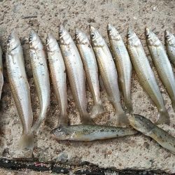 江井ヶ島の落ちギス調査Ⅱ