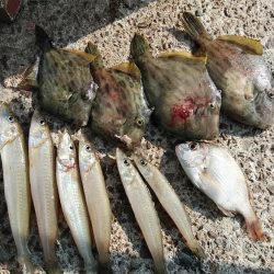 東二見白灯台波止の落ちギス調査